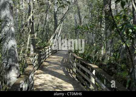 Walkway in Corkscrew Swamp Sanctuary near Naples, Florida Stock Photo