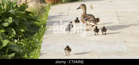 Female Mallard duck with ducklings, Anas platyrhynchos, stroll on garden patio in springtime at Swinbrook, the Cotswolds, UK Stock Photo