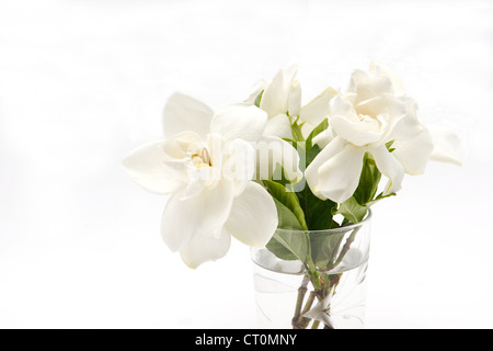 Gardenia jasminoides in a glass on white background Stock Photo