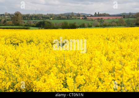 Canola ( rapeseed ) fields in the English Midlands Stock Photo