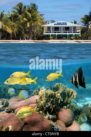 A beach house and coral reef fish underwater, split view above and below water surface, Caribbean sea Stock Photo