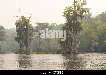 Cypress trees with spanish moss Stock Photo