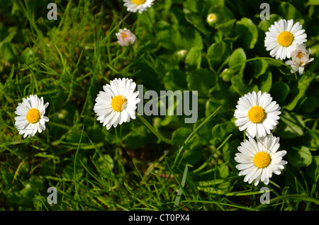 Closeup of small sun flowers with yellow middle with lot white leaves like daisy. Romantic lovely flower. Stock Photo