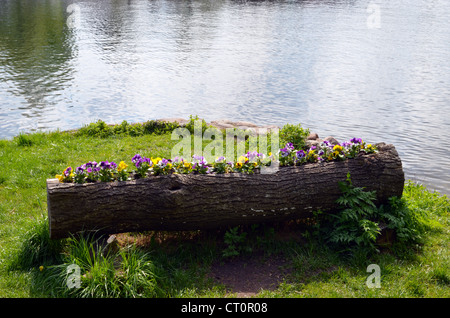 Viola pansy flower growing inside pot made of original tree trunk on lake shore. Stock Photo