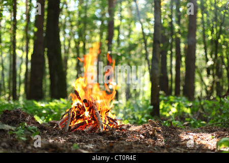 Bonfire in the forest. Stock Photo