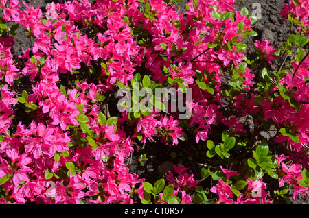 Background of red pink rhododendron rosebay close up vivid bright blooms in spring. Stock Photo