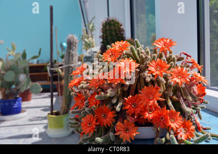 Torch cactus blooms flowers inside conservatory. Echinopsis huascha. Stock Photo