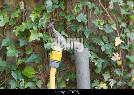 Garden Tap with connected Hosepipe and Ivy on a fence in the background Stock Photo