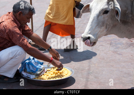 A cow eating from a street vendor in India Stock Photo