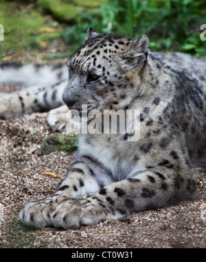 Snow leopard at Paradise Wildlife Park, Broxbourne Stock Photo