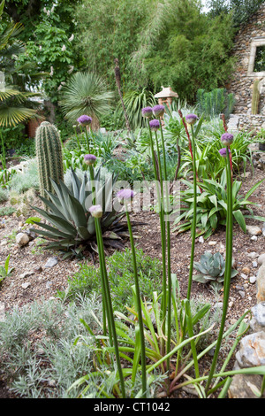 Xerophytic Garden at the Exotic Garden in Norwich - A collection of desert and arid plants by Will Giles Stock Photo