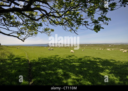 View from fields near Rhoscolyn Holy Island Anglesey North Wales looking towards Trearddur bay Stock Photo