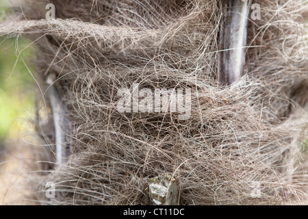 Trachycarpus fortunei (Chusan Palm, Windmill Palm or Chinese Windmill Palm) Stock Photo