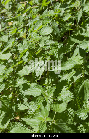 A nettle is any of several flowering plants, particularly of the genus Urtica in the family Urticaceae. Stock Photo