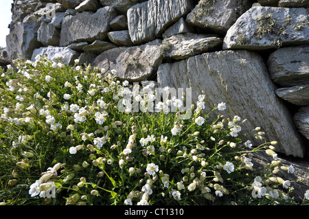 Sea Campion Silene maritima Stock Photo