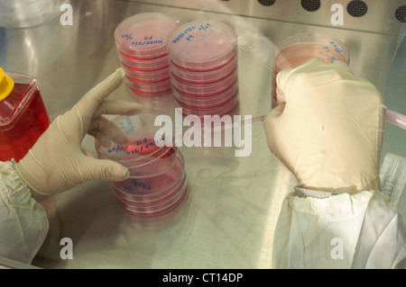 Adult Stem Cells Animal Testing in containers Stock Photo