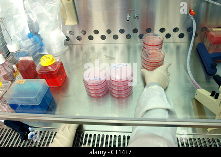 Petri dishes for stem cell research Stock Photo