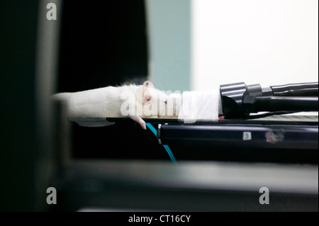 PET CT scan mouse Stock Photo - Alamy