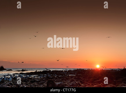Seagulls flying over beach at sunset Stock Photo