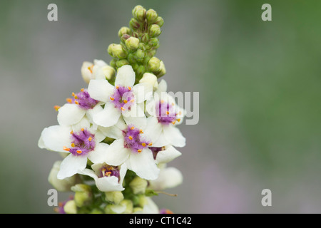 Verbascum chaixii 'Album'. White nettle-leaved mullein Stock Photo