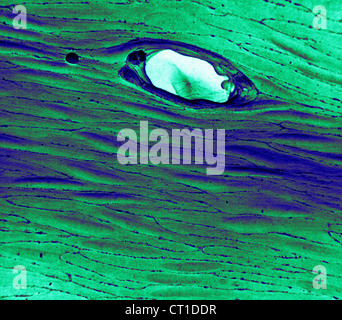 ENDOTHELIUM RABBIT, SEM Stock Photo