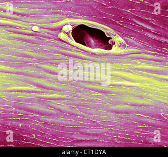 ENDOTHELIUM RABBIT, SEM Stock Photo