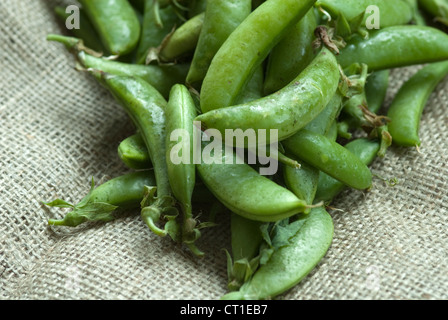 Garden peas in their shells in close up against a hessian cloth background Stock Photo
