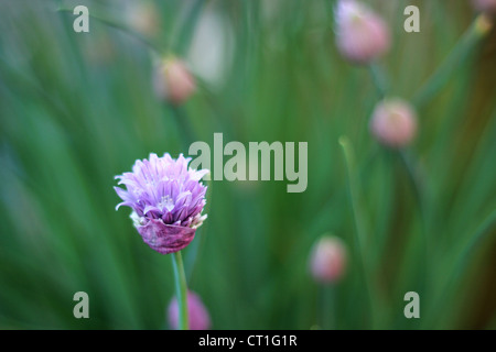 A chive flower Stock Photo