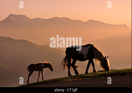 Free roaming horse with foal at sunset on the Col d'Aubisque in the Pyrénées-Atlantiques, Pyrenees, France Stock Photo