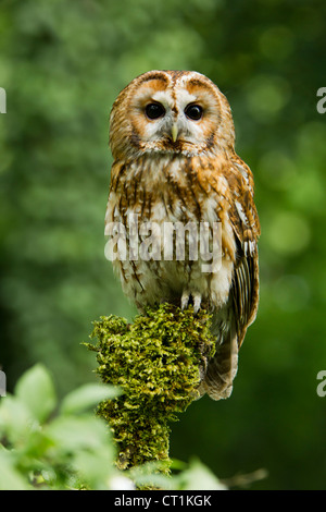Tawny Owl Strix aluco captive perched on mossy branch at Hawk Conservancy Trust, Andover in June. Stock Photo