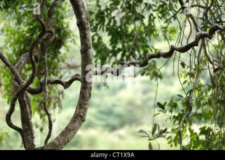jungle vines in Thailand rainforest Stock Photo