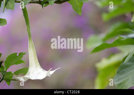 datura stramonium flower with copyspace Stock Photo
