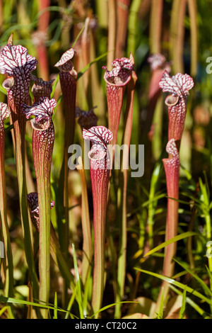 red hooded pitcher plant close up Stock Photo