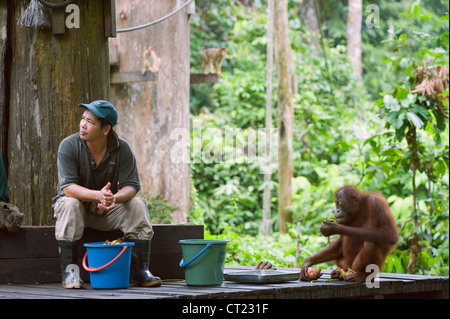 Orangutan at Sepilok Orang Utan Rehabilitation Centre, Borneo, Malaysia, South East Asia Stock Photo