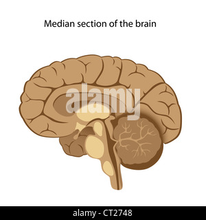 Human brain anatomy Stock Photo