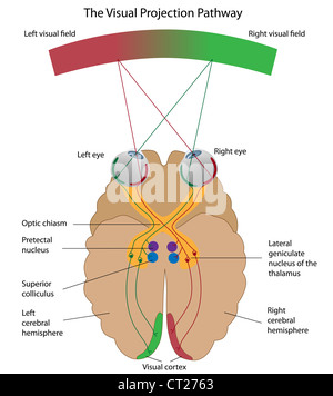 Visual Cortex Nerves Visual pathway with eye, optic nerve and visual cortex 3D rendering ...