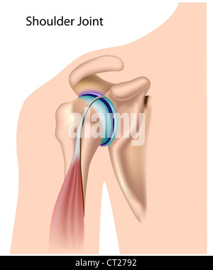 Shoulder joint Stock Photo