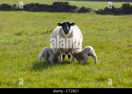 Two lambs feeding from a ewe in a field, in spring sunshine. Stock Photo
