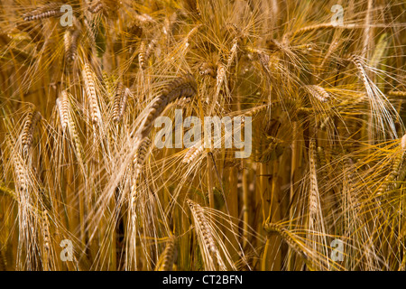wheat field in Leiston, Suffolk, England Stock Photo