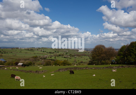 Sheep and lambs grazing in a field, under a blue sky with cumulus clouds.