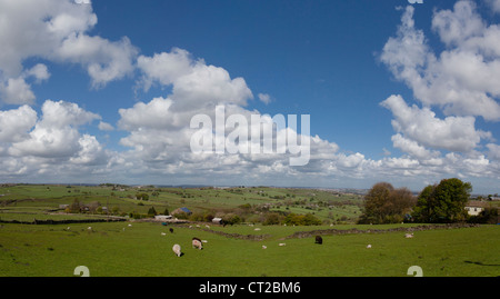 Sheep and lambs grazing in a field, under a blue sky with cumulus clouds. Stock Photo