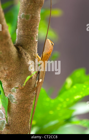 Lizard on the tree branch in tropical forest Stock Photo