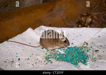 A mouse eating poison bait. Stock Photo