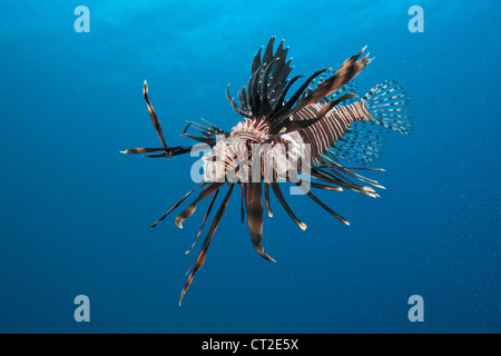 Invasive Lionfish speared by Diver, Pterois volitans, Caribbean Sea, Dominica Stock Photo