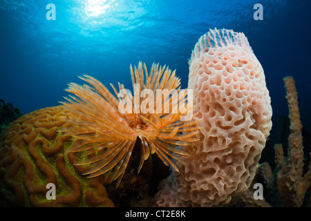 Caribbean Coral Reef, Caribbean Sea, Dominica Stock Photo