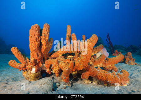 Tube Sponges in Coral Reef, Aplysina fistularis, Caribbean Sea, Dominica