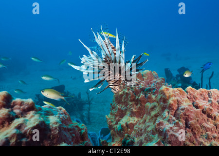 Invasive Lionfish, Pterois volitans, Caribbean Sea, Dominica Stock Photo