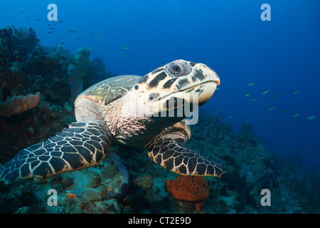 Hawksbill Turtle, Eretmochelys imbriocota, Caribbean Sea, Dominica Stock Photo