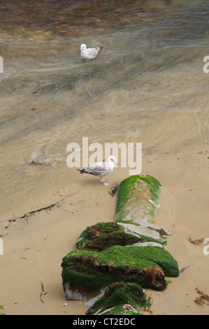 Sea gulls on beach by sewer outflow pipe Stock Photo