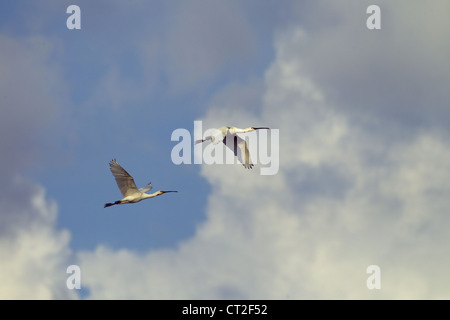 Spoonbills Platalea leucorodia evening flight Cley Marshes Norfolk Stock Photo